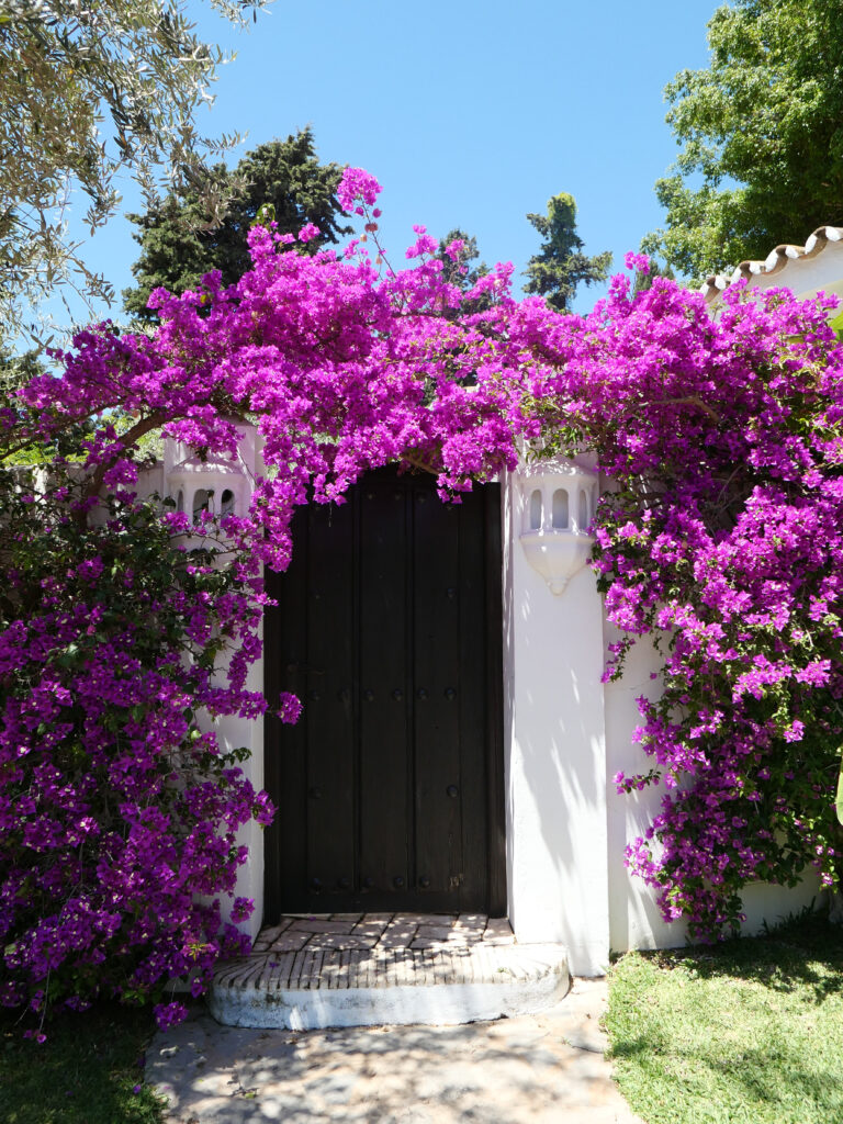 Bright pink bougainvillea around a dark brown door in the grounds of Marbella Club Resort.